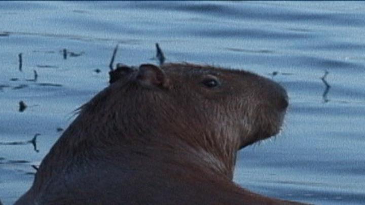 filme capivara